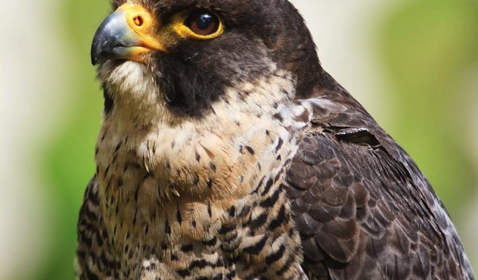 Peregrine falcon