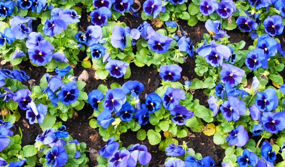 Viola tricolour pansies