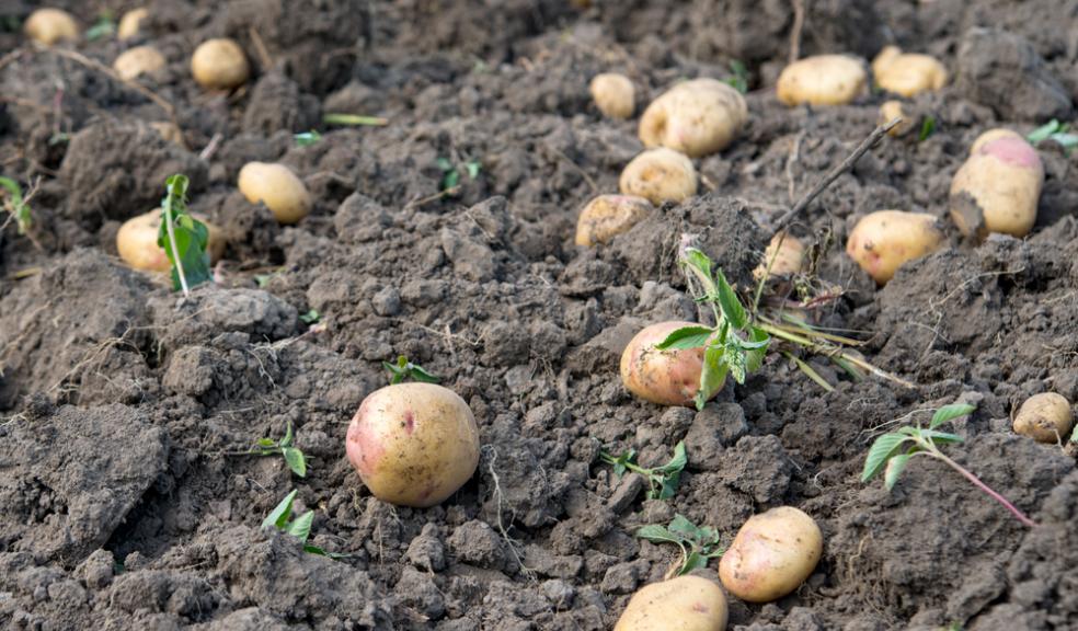 Council clears the way for more local growers