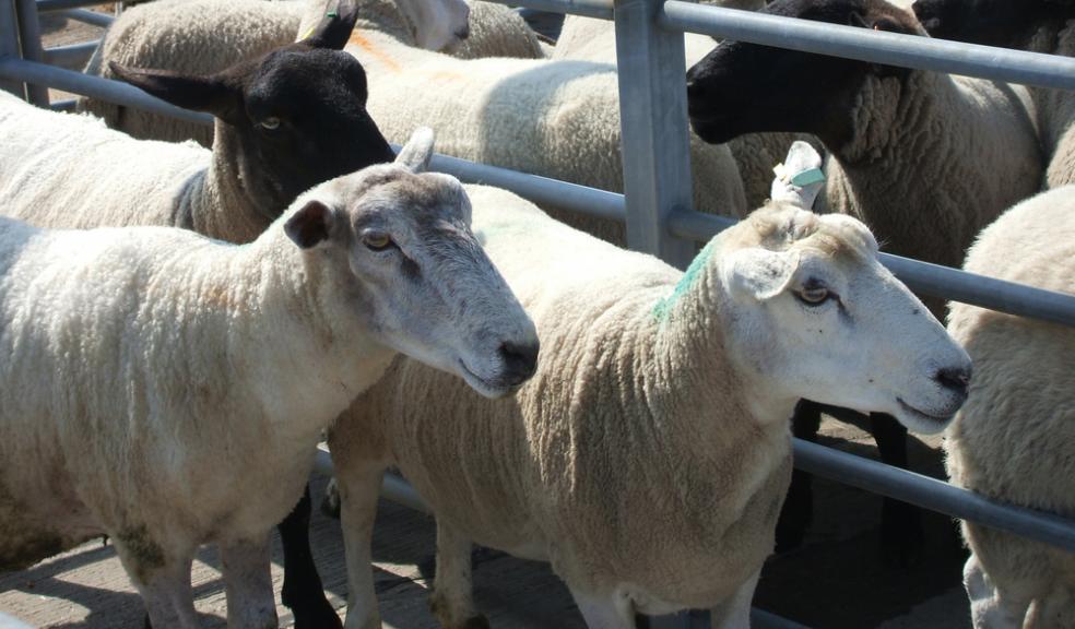 The fire at Hatherleigh Cattle Market damaged the building where sheep auctions are held