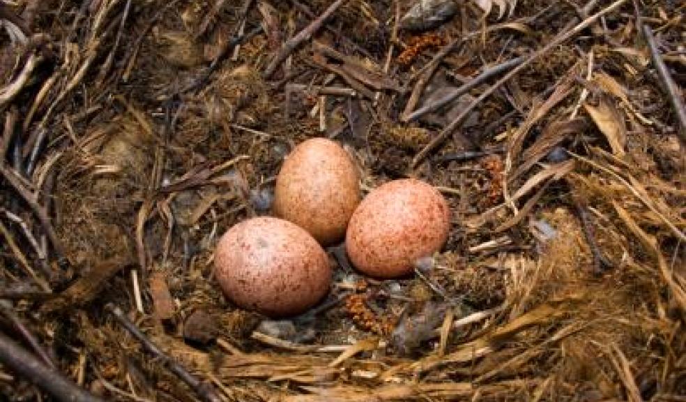 Kestrel eggs in a nest