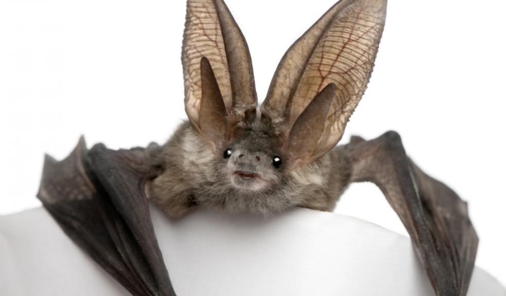 One of Britain’s rarest mammals needs greater protection