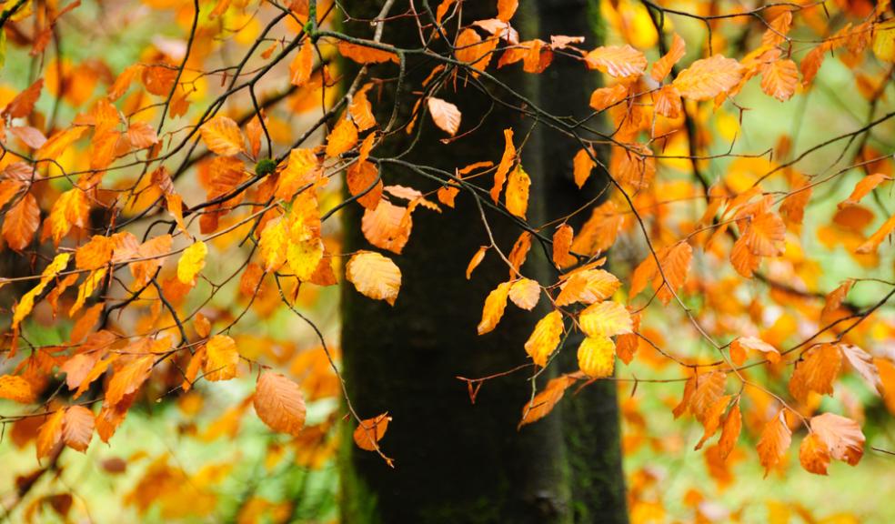 Plymouth pupils to go wild in the woods to support biodiversity study