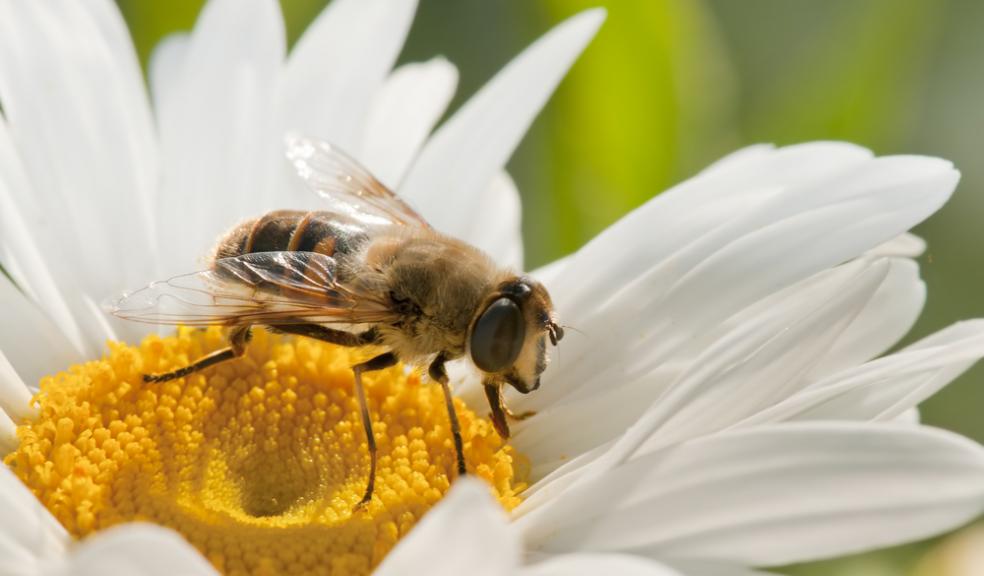 A plan to put the buzz back in our local communities
