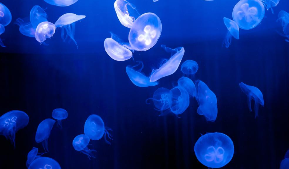 Moon jellyfish have been reported in large numbers around the UK
