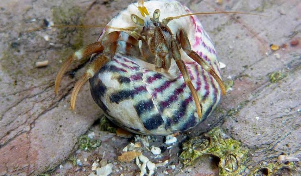 Pagurus Bernhardus, the European Hermit Crab, which is one of the creatures found in Plymouth Sound. Credit: Pete Cotton