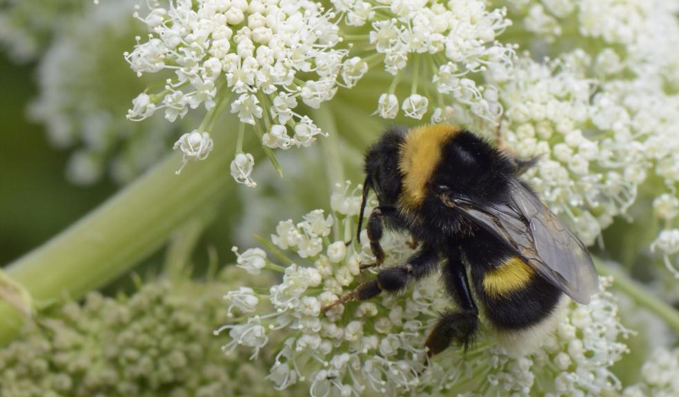 Busy bee on Lundy Island. Credit National Trust Images & Nick Upton.