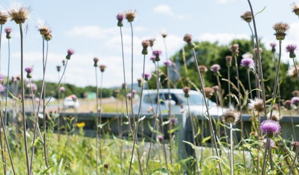A new £6m Network for Nature will see National Highways and The Wildlife Trusts improve habitats across England benefitting people, nature and wildlife.