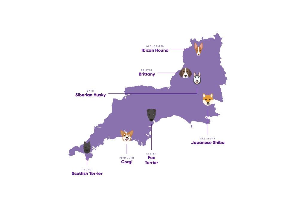 South West's most spoiled dog breeds. Credit Yappy.