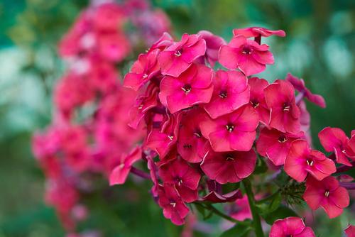 Phlox by rolya25/ShutterStock