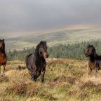 The Dartmoor Pony Heritage Trust has been awarded a grant by The Norman Family Trust