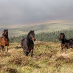 Grant from Norman Family Trust helps  secure future of Dartmoor pony handling service