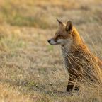 red fox sits in dry grass 