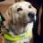guidedogsexeter