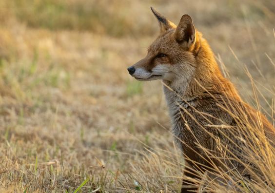 red fox sits in dry grass