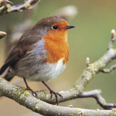 RSPB, Big Garden Birdwatch