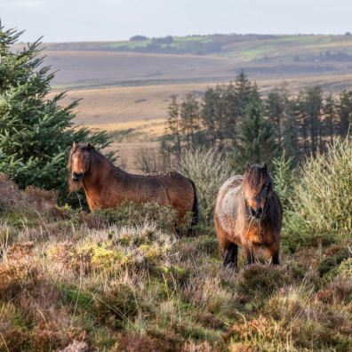 Dartmoor ponies grazing on Dartmoor