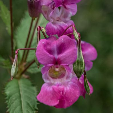 Himalayan Balsam