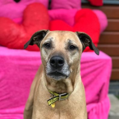 Dog standing in front of love hearts