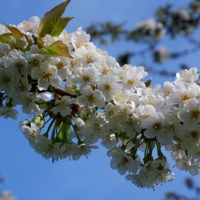 cherry blossom, blooming