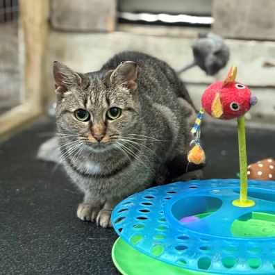 Derry is one of the stray cats at Woodside searching for a home.