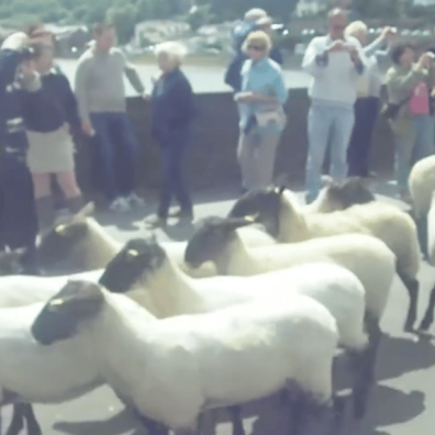 Sheep Drive in 2012