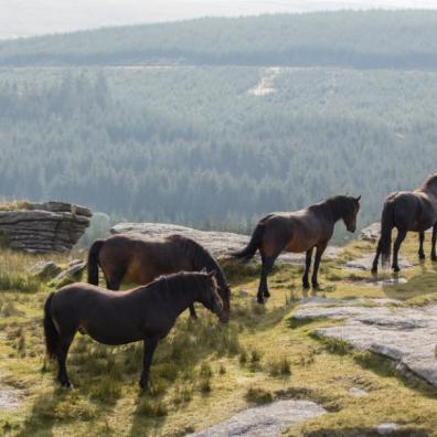 Dartmoor Pony Heritage Trust 