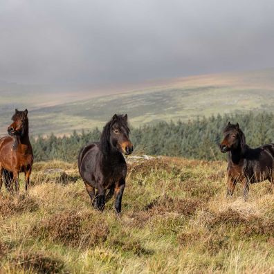 Grant from Norman Family Trust helps  secure future of Dartmoor pony handling service