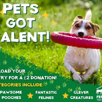Ferne sanctuary dogs sales