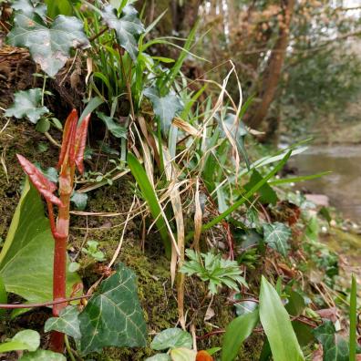 Exposed, Japanese knotweed