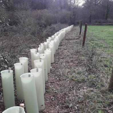 Wildlife and donkeys benefit from flood-friendly hedge-planting