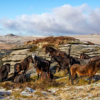 A herd of heritage Dartmoor ponies at Believer