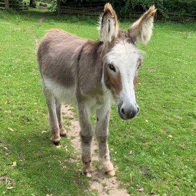 The Donkey Sanctuary