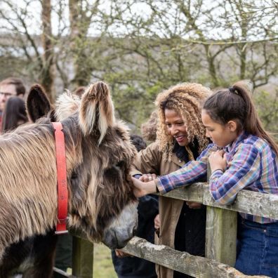 Donkey and mother and daughter