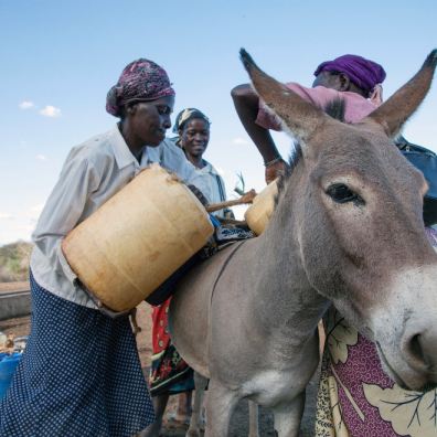 Women loading water onto donkey