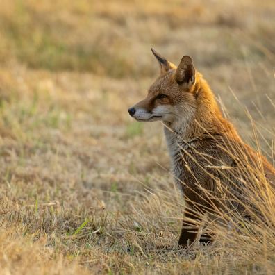 red fox sits in dry grass 