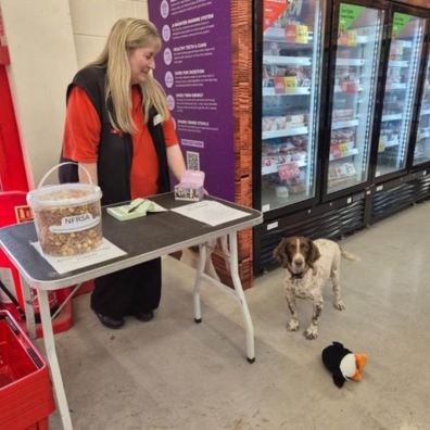 Picture caption: NFRSA retired explosives search dog Sally welcoming customers into the store