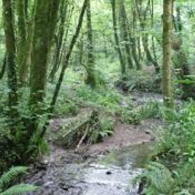 Ham Woods