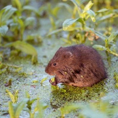 water vole sitting in the water