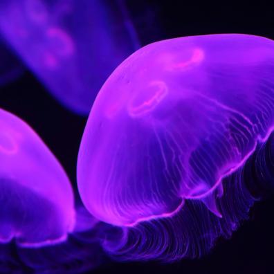 Moon Jellyfish