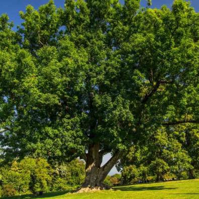 More than 250 Ash dieback infected trees to be removed