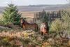 Dartmoor ponies grazing on Dartmoor