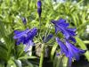 Agapanthus Midnight Sky