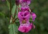 Himalayan Balsam