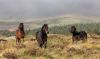 The Dartmoor Pony Heritage Trust has been awarded a grant by The Norman Family Trust