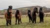 Dartmoor ponies give helping hand at RSPB headquarters