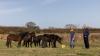 Dartmoor ponies give helping hand at RSPB headquarters