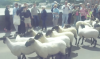 Sheep Drive in 2012