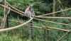 Lemur on the donated ropes