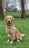 Guide Dog Mac, Golden Retriever, is sitting down outside on grass and is looking at the camera.